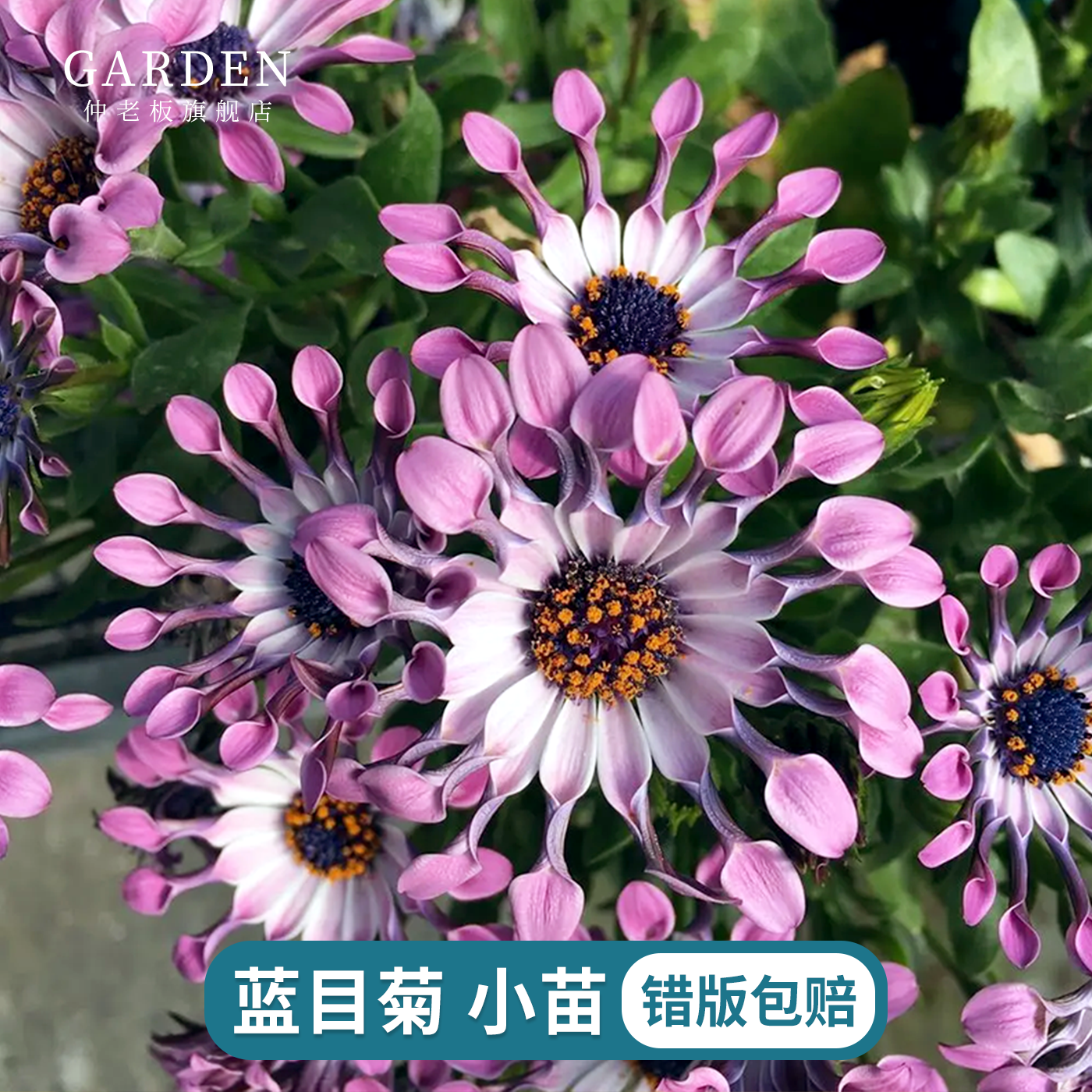 蓝目菊南非万寿菊小苗菊花苗耐寒耐热庭院花卉好养活阳台庭院盆栽