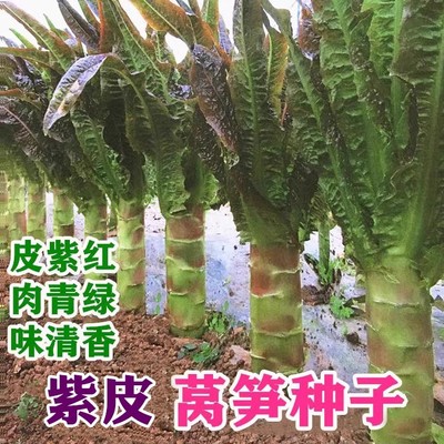 红莴苣种子莴笋苗秋冬莴苣菜