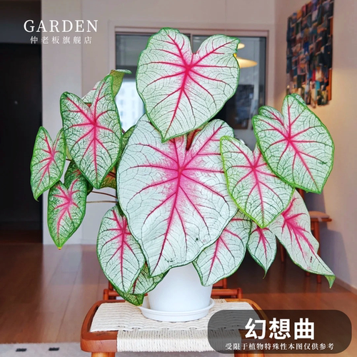 幻想曲彩叶芋网红ins绿植盆栽