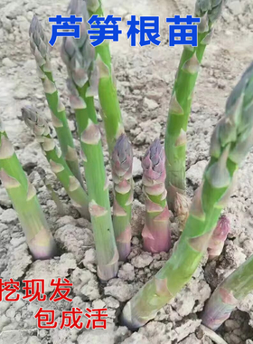 芦笋苗根绿色芦笋苗种四季蔬菜苗盆栽根苗种阳台庭院种植多年根生