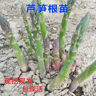 芦笋苗根绿色芦笋苗种四季蔬菜苗盆栽根苗种阳台庭院种植多年根生