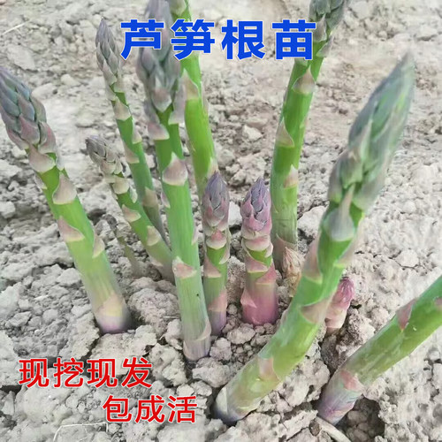 芦笋苗根绿色芦笋苗种四季蔬菜苗