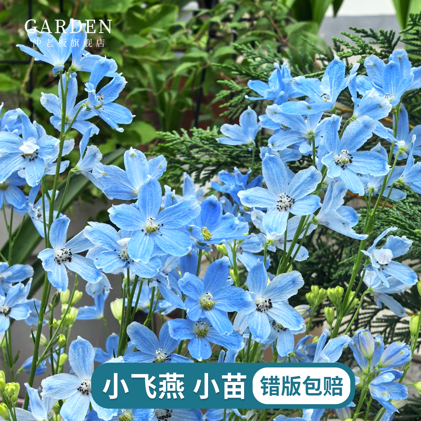 小花飞燕花苗丛生切花多年生地栽草本耐热耐寒花园庭院阳台爆花