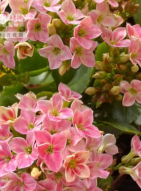万花筒长寿花盆栽重瓣花苗带花苞大花绿植物室内多季开花金狐狸