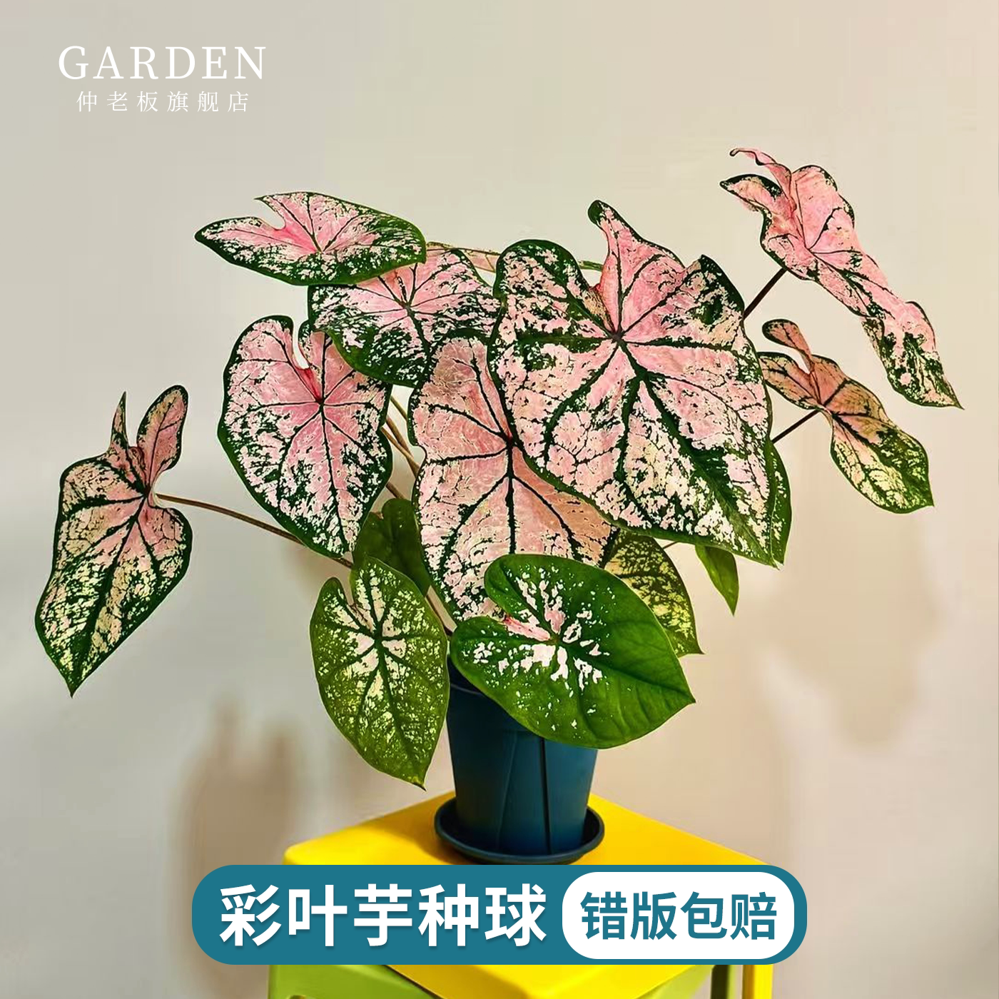 彩叶芋种球白色恋人粉色飞溅植物图片