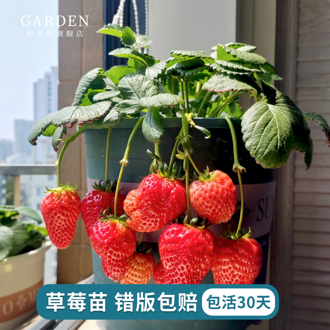 草莓苗盆栽苗秧盆栽家庭栽种当年结果原土原盆红颜奶油苗种植好养