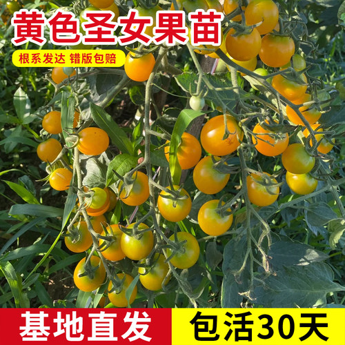 黄色圣女果樱桃小番茄秧苗好养