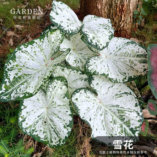 彩叶芋盆栽大球观叶植物好养活
