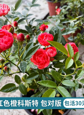 红色橙科斯特粉科斯特 阳台微月月季花苗好养包对版月季苗小花