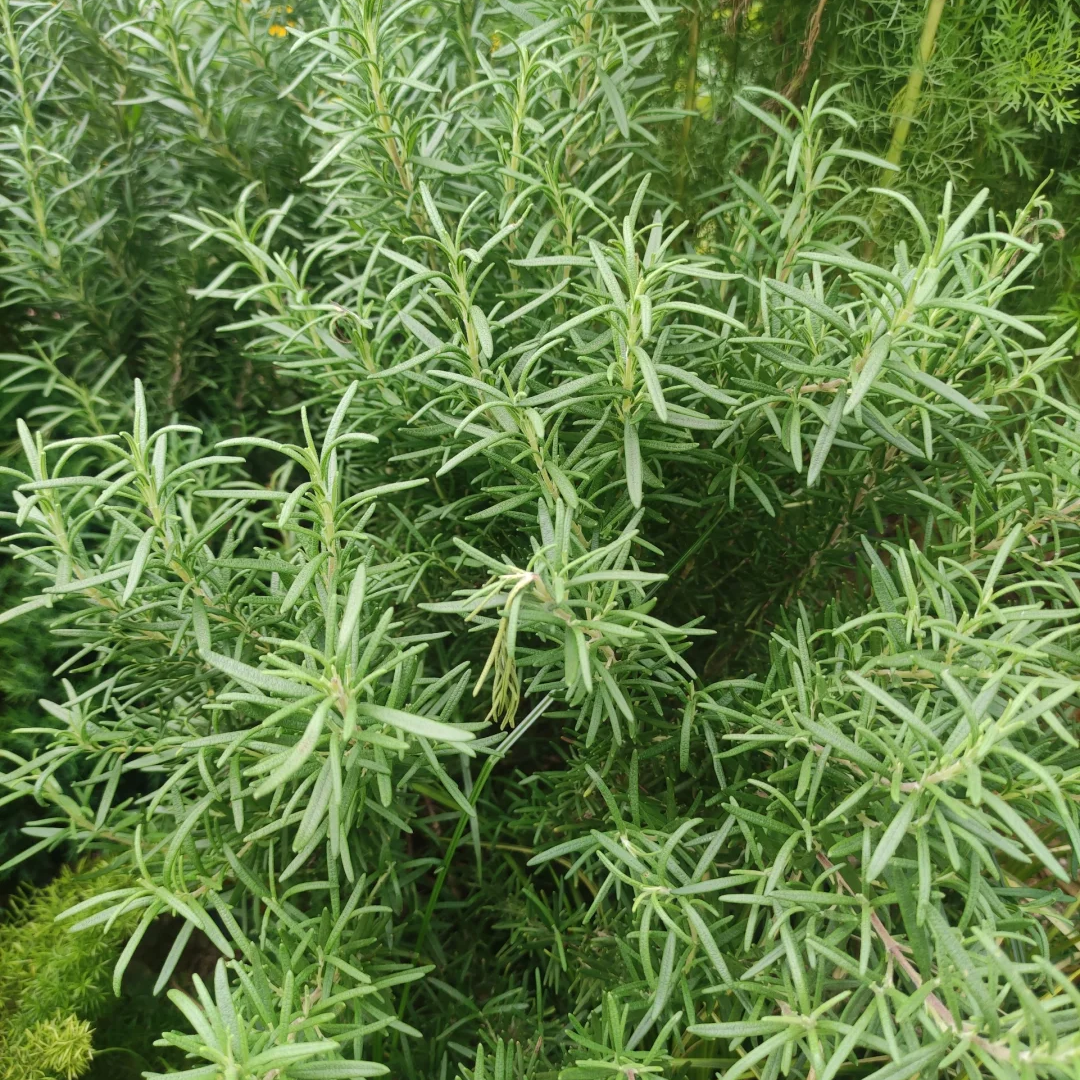 大盆迷迭香盆栽可食用牛排香草迷迭香调料苗鲜薄荷紫苏罗勒百里香,鲜花速递/花卉仿真/绿植园艺,绿植,淘宝优惠券,粉丝福利购,淘宝优惠卷