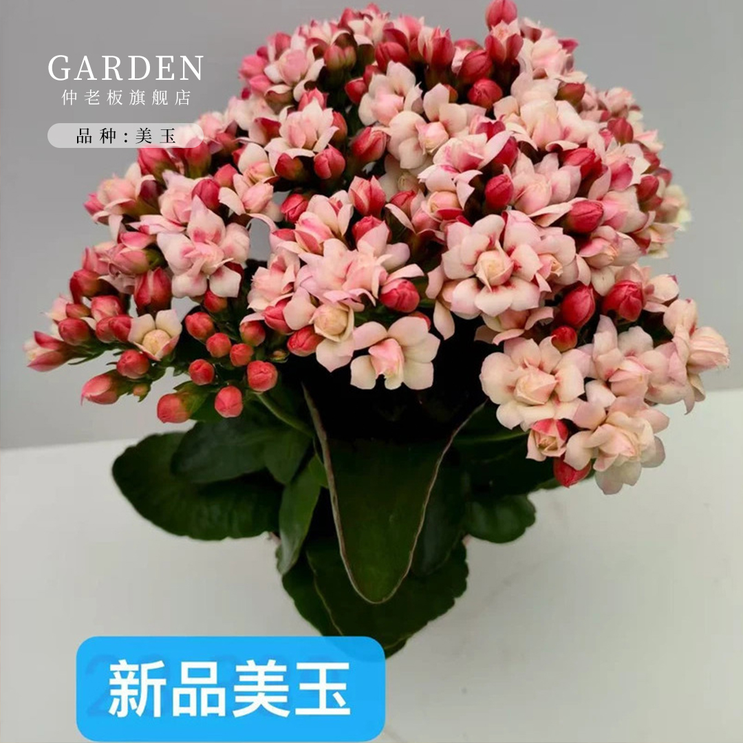 美玉长寿花盆栽重瓣花苗带花苞