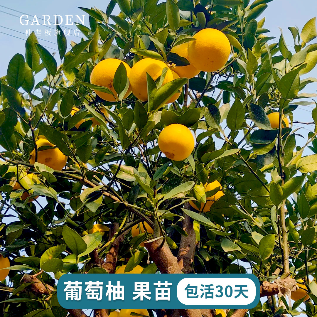 葡萄柚树苗嫁接果树苗纽荷尔橙卡拉红肉血橙脐橙树江西赣州果树苗,鲜花速递/花卉仿真/绿植园艺,果树,淘宝优惠券,粉丝福利购,淘宝优惠卷