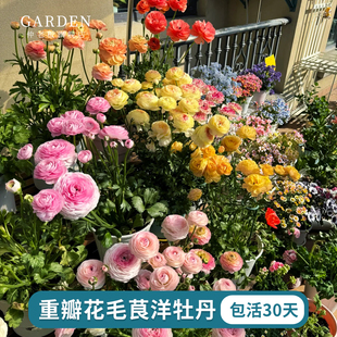 重瓣花毛茛种球洋牡丹花苗花种子室内外庭院四季种植盆栽花卉植物