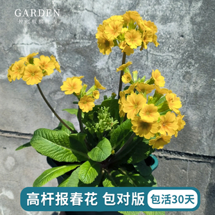 高杆报春花盆栽进口花境植物适合阳台庭院花期长好养易活耐寒草花
