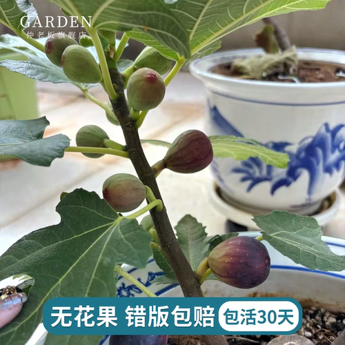 无花果树果苗特大果盆栽当年结果