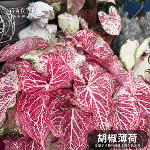 胡椒薄荷彩叶芋网红ins绿植盆栽