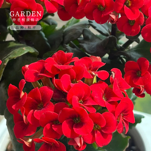 和平单瓣长寿花盆栽重瓣花大花带