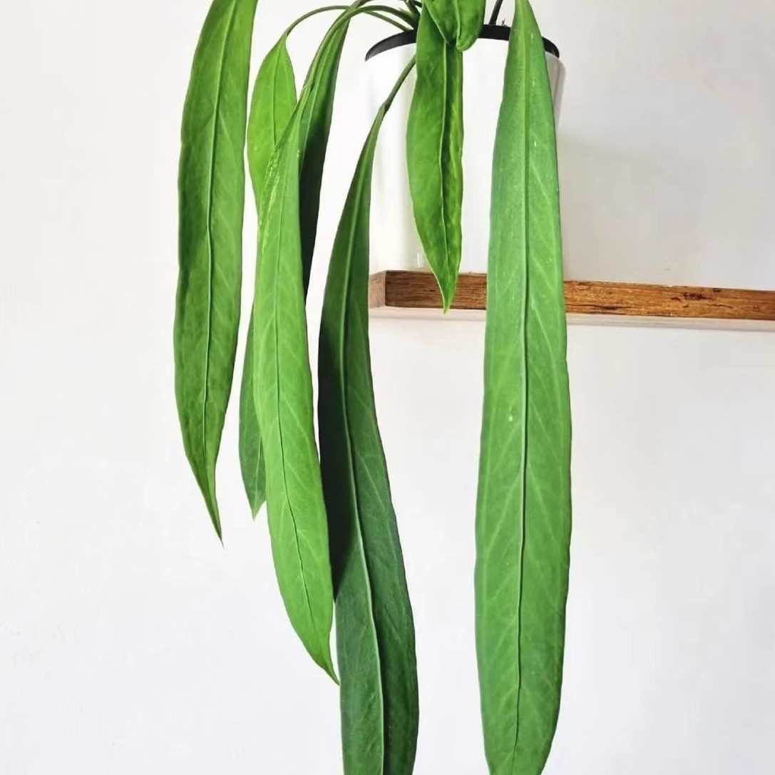 领带维塔花烛贝克利热植狭叶