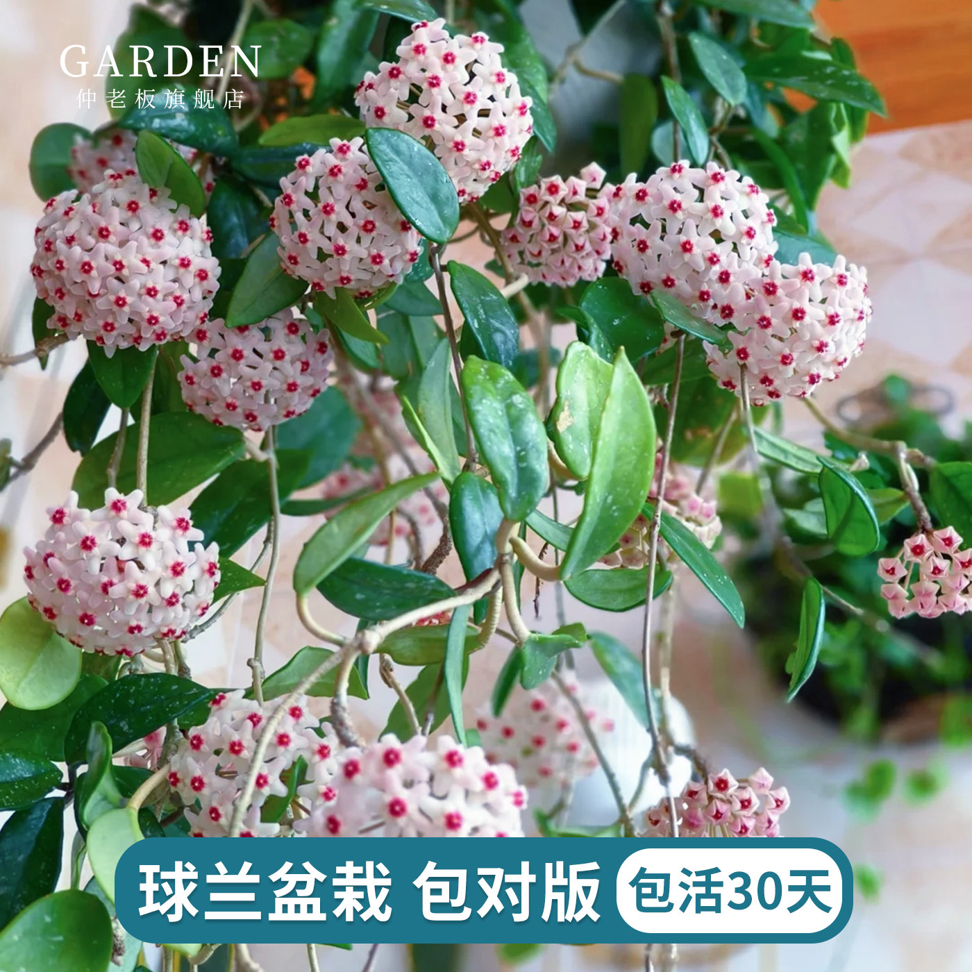 球兰花盆栽大苗绿植吊兰阳台庭院图片