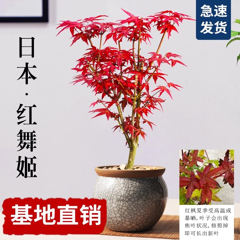 红枫树盆栽日本红舞姬老桩盆景