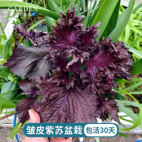 皱皮紫苏苗可食用皱叶双面紫叶苏