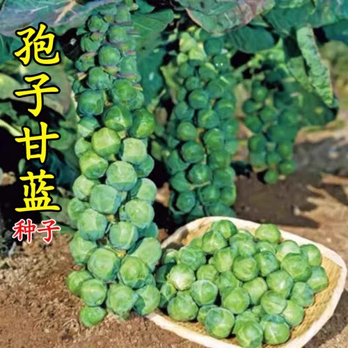 耐热孢子甘蓝种子盆栽地栽