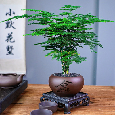 文竹盆栽植物室内客厅中式禅意