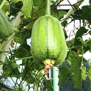 苹果丝瓜种子菜瓜种籽盆栽籽种家庭 种菜播种蔬菜菜籽四季种籽孑