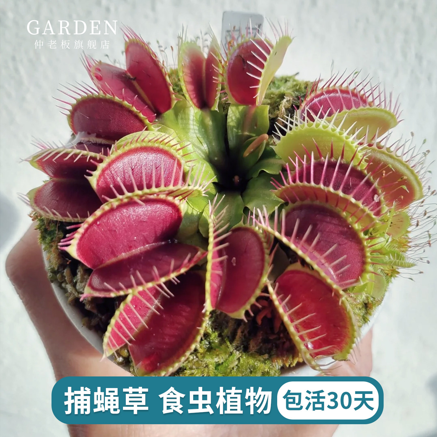 捕蝇草猪笼草食虫草食人花驱蚊草捕蚊草食蚊草超大捕虫草趣味盆栽,鲜花速递/花卉仿真/绿植园艺,食虫植物,淘宝优惠券,粉丝福利购,淘宝优惠卷