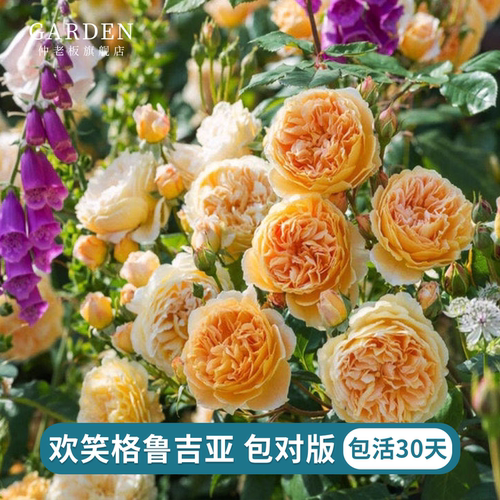 欢笑格鲁吉亚中苗新品月季苗
