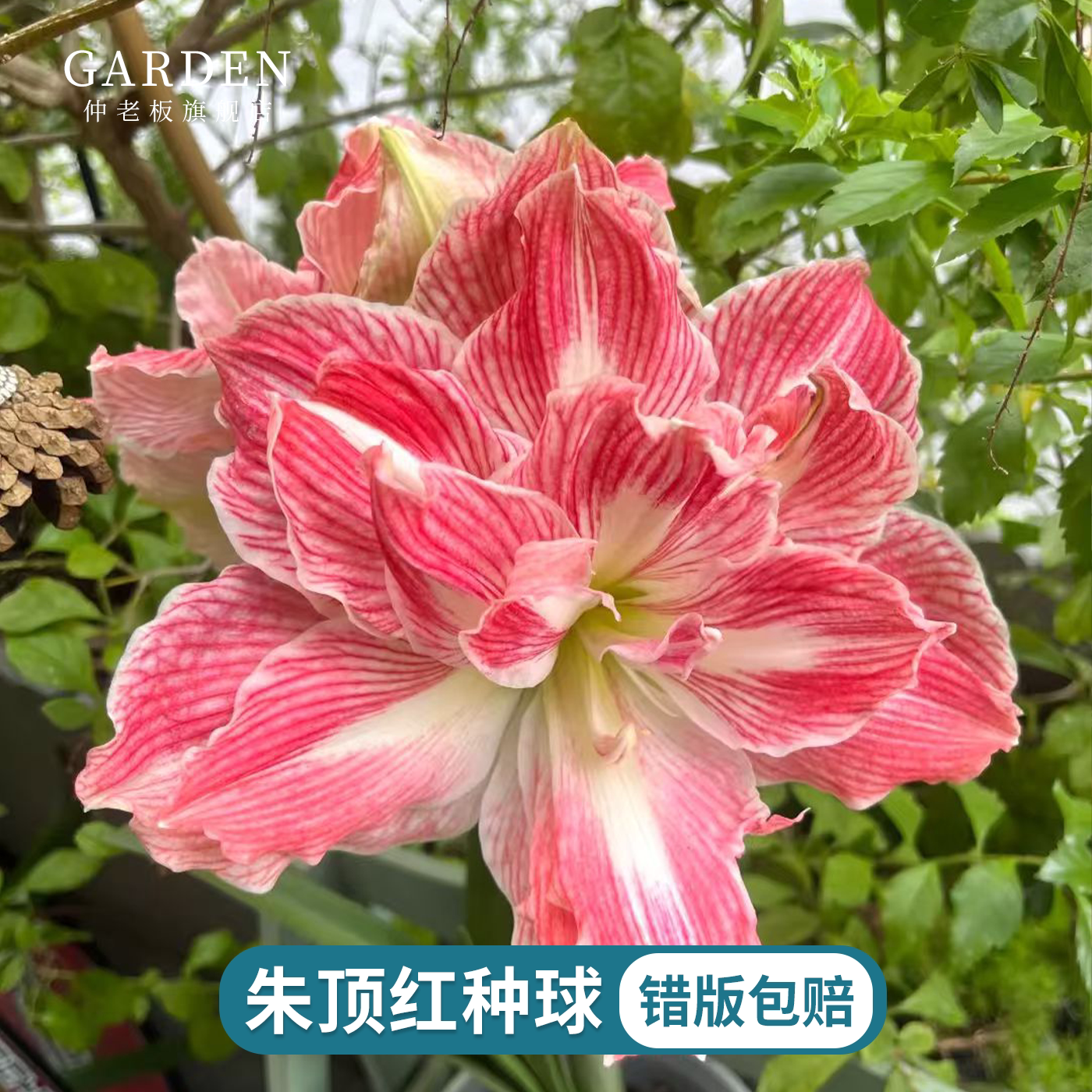 朱顶红种球重瓣阿弗雷荣耀鬼魅地栽球根阳台庭院观花植物盆栽花卉