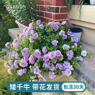 重瓣矮牵牛花苗带花发货垂吊盆冰淡紫伊丽莎白苏糖泡泡玛利亚大苗