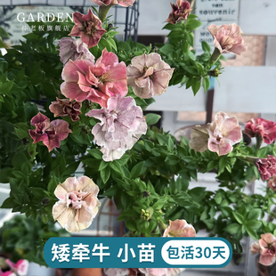矮牵牛花苗盆栽花卉阳台庭院垂吊花卉百万小玲舞春花花卉耐寒好养