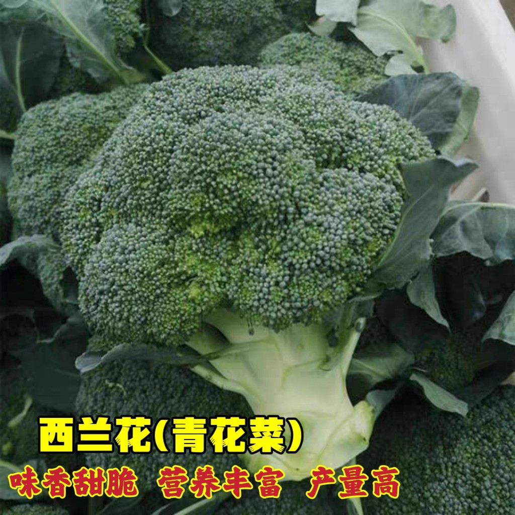 原装西兰花种子四季播蔬菜种子