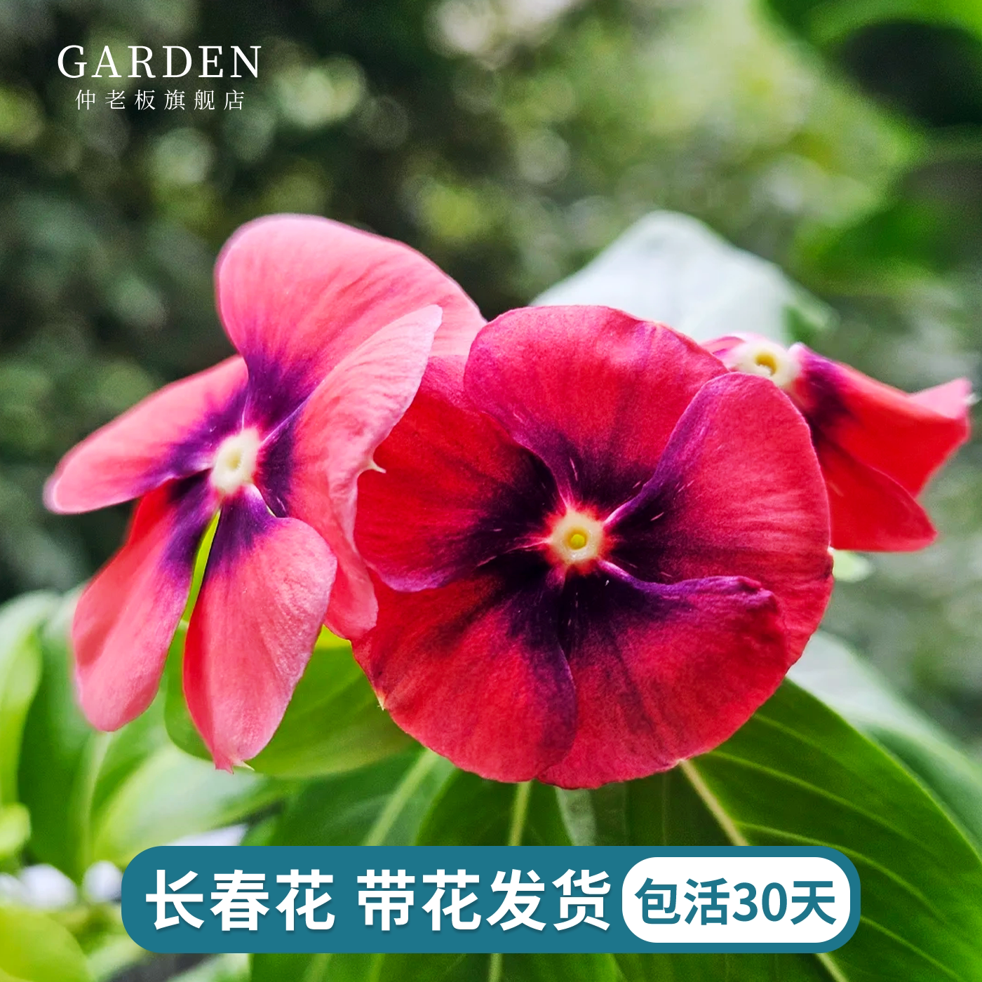长春花盆栽带花发货四季观花植物五叶梅庭院客厅盆栽花卉四季开花