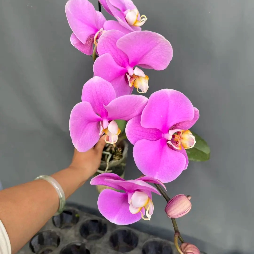 冰山美人蝴蝶兰花苗带花剑