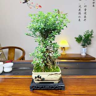 老桩提根植物金边六月雪盆栽办公室绿植文人雅室茶桌盆栽岭南名树