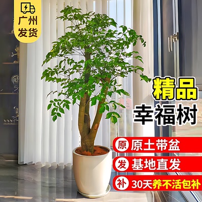 幸福树客厅盆栽大型老桩绿植盆景
