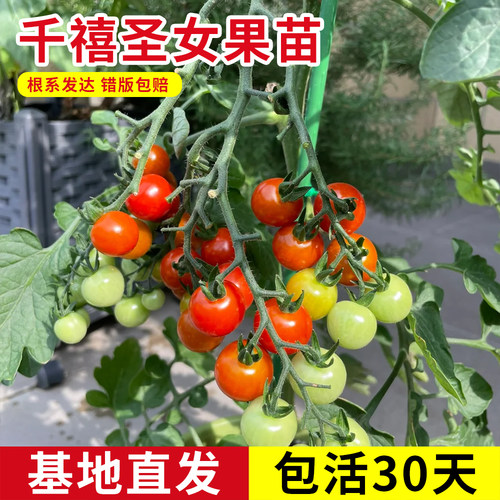 千禧矮生瀑布小番茄苗四季盆栽