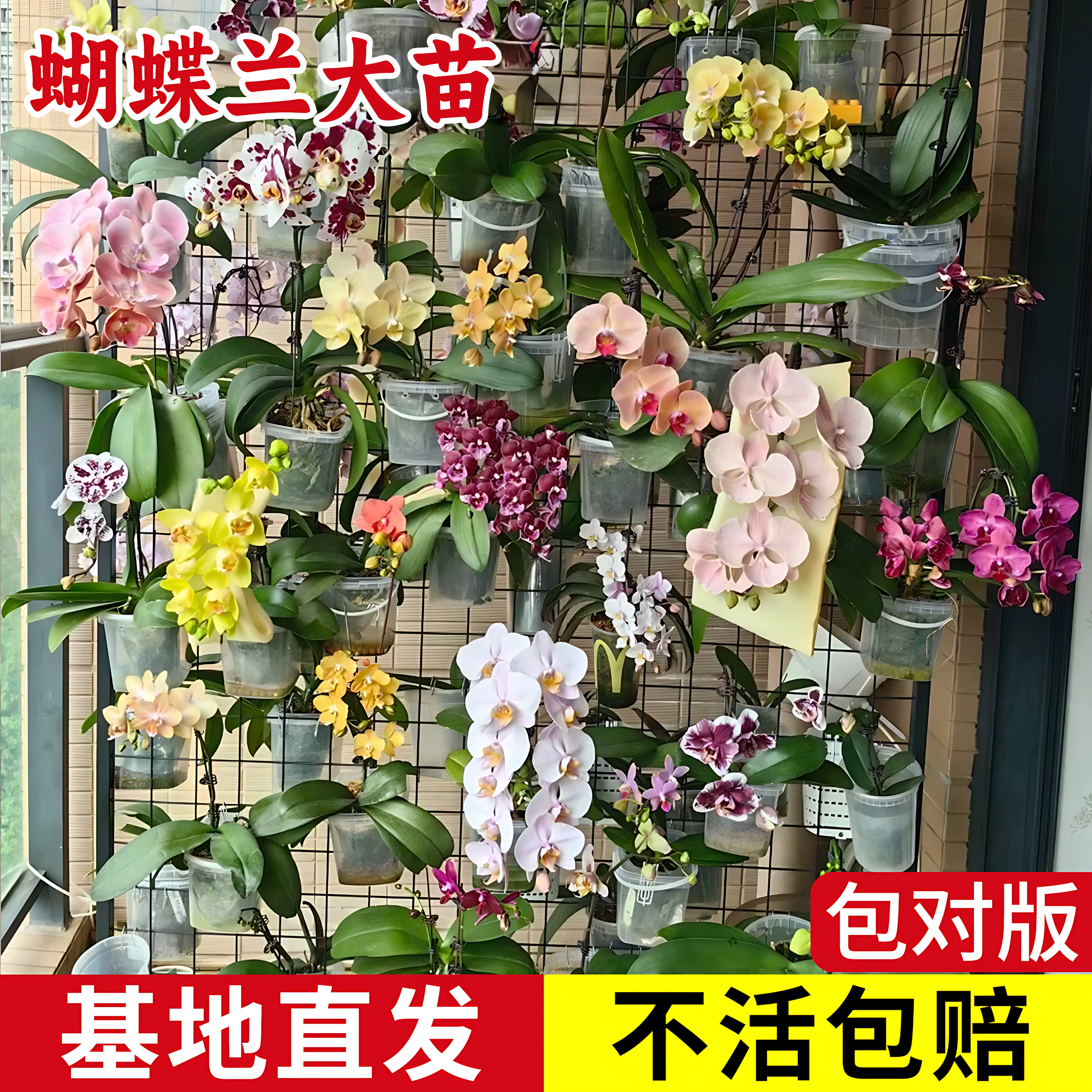蝴蝶兰花苗盆栽兰花大苗年宵花客厅室内植物花卉绿植四季好养活