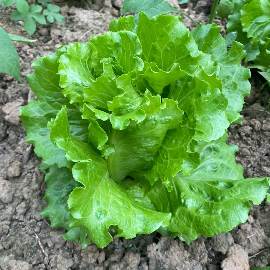 意大利生菜种籽清脆爽口四季种子