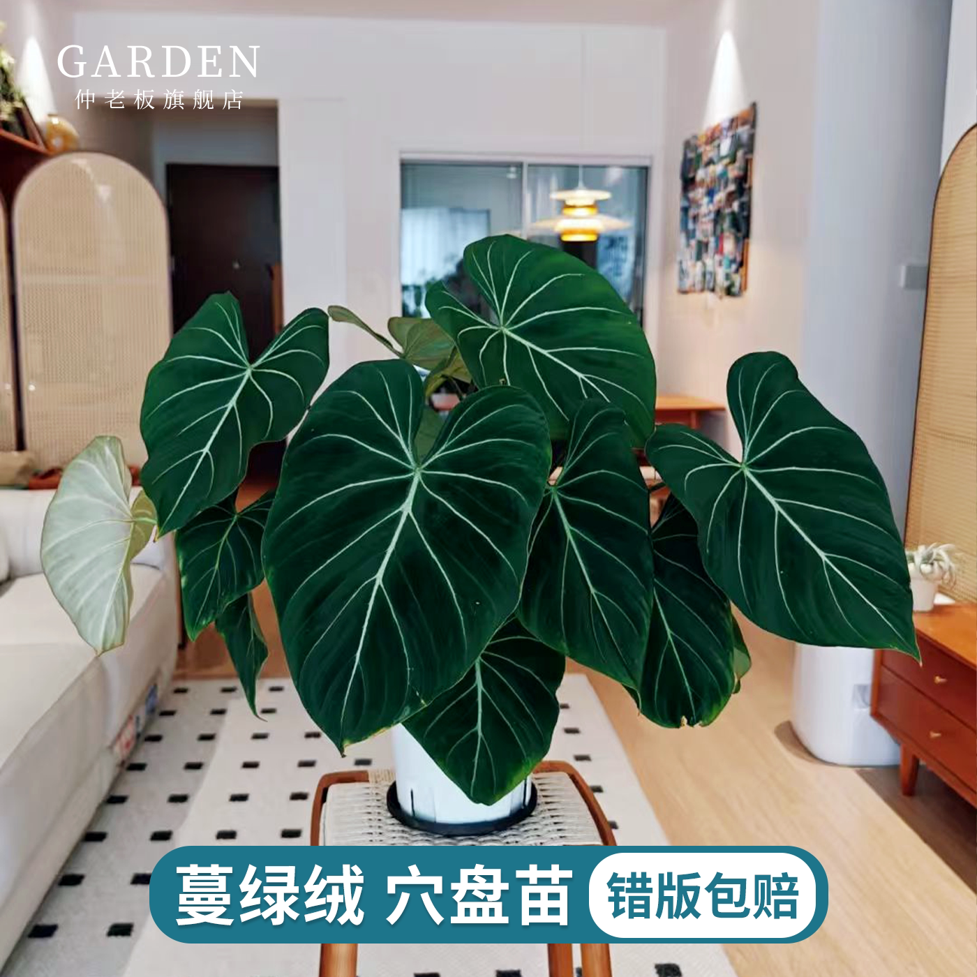 蔓绿绒穴盘苗观叶绿植室内盆栽阳台办公桌好养常绿竹芋类网红热植