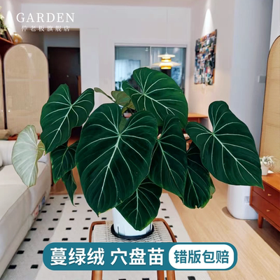 蔓绿绒穴盘苗观叶绿植室内盆栽