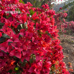 佩德罗三角梅盆栽大苗重瓣勤花老桩室内外爬藤植物多季开花好养活