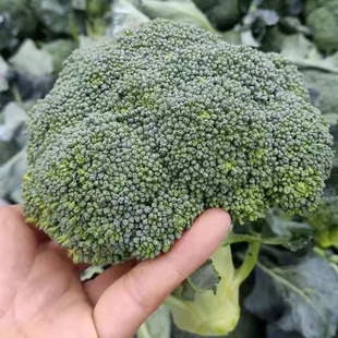 西兰花种籽西兰花种子花苗曼陀绿青花菜秧苗种籽花籽孑优秀西蓝花