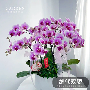 绝代双骄蝴蝶兰花苗带花剑带花苞盆栽大苗花卉四季好养活客厅室内