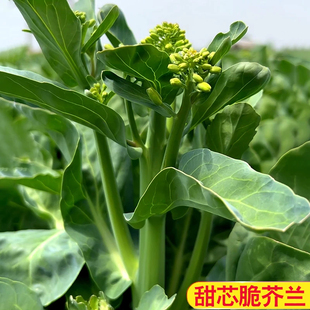 甜芯绿芥蓝种子阳台庭院四季生长盆栽播种农家菜园地芥兰蔬菜种籽