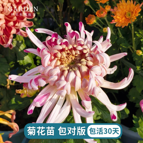 大菊花苗独本菊花国菊大花秋菊花