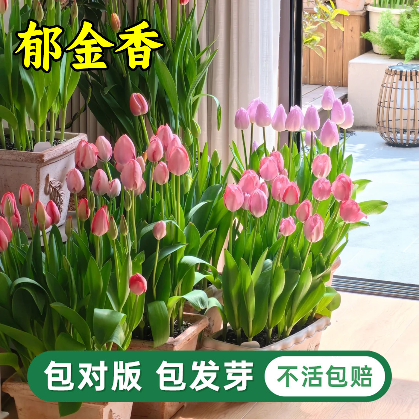 郁金香种球水培花卉植物室内花四季开花种子盆栽花苗土培水养好活