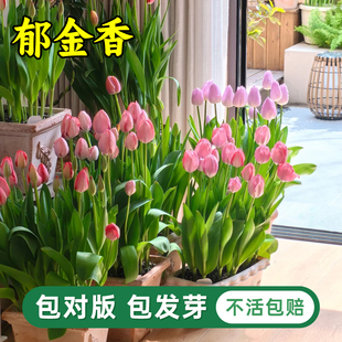 郁金香种球水培花卉植物室内花四季 开花种子盆栽花苗土培水养好活